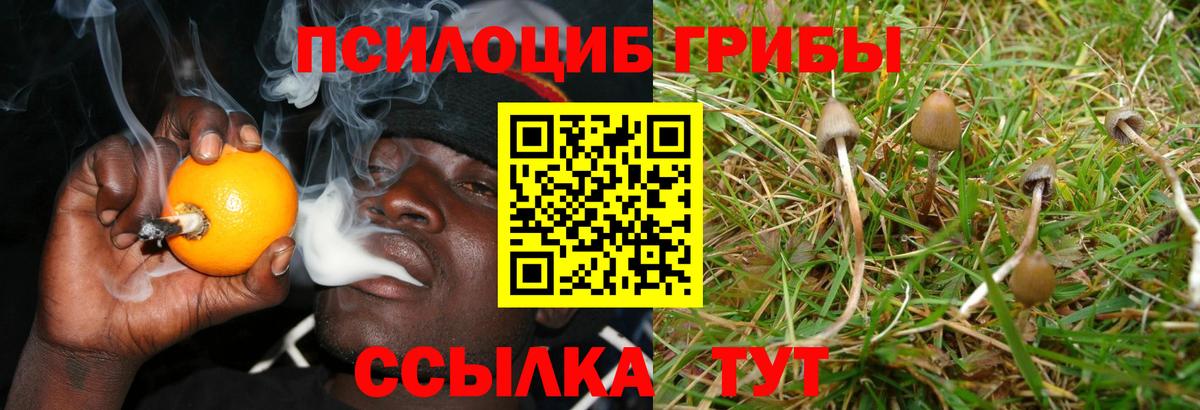 Ставрополь  Галлюциногенные грибы MAGIC MUSHROOMS  Вход с VPN 